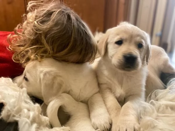Cuccioli di Golden Retriever    Email di contatto: [hidden]