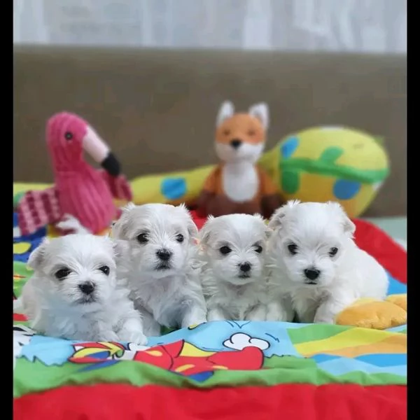 Cuccioli di Maltese  | Foto 1