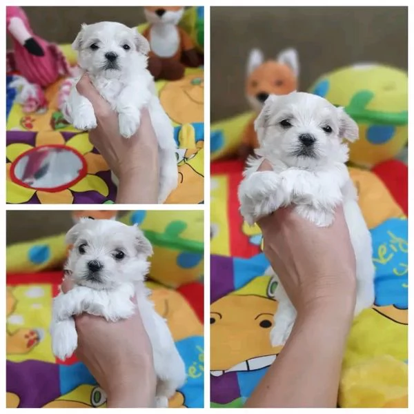 Cuccioli di Maltese  | Foto 0