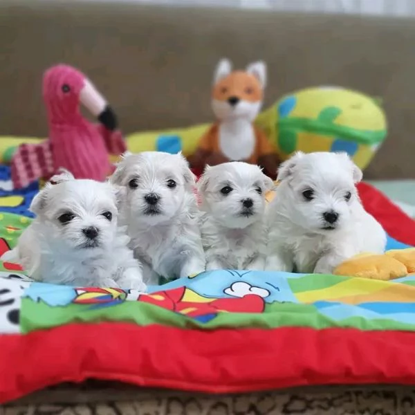 Cuccioli di Maltese 