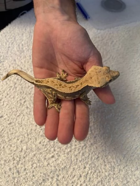 GECO CILIATUS FEMMINA PINSTRIPE DARK