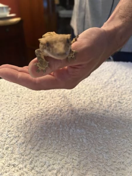 GECO CILIATUS FEMMINA PINSTRIPE DARK | Foto 1