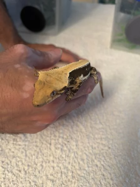 geco CILIATUS maschio LILLY WHITE FULL PINSTRIPE | Foto 1