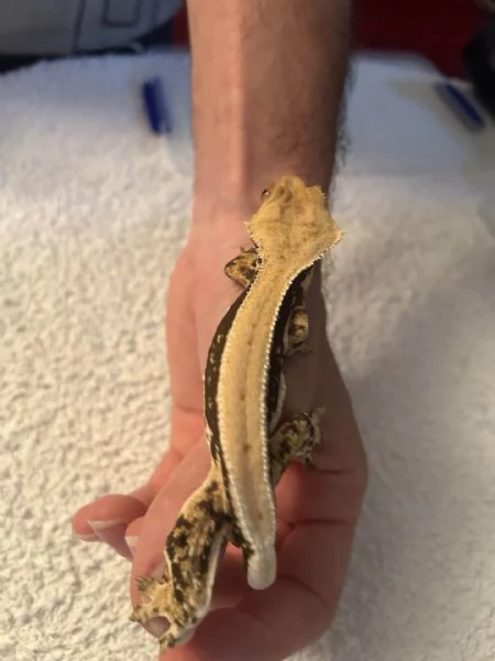 geco CILIATUS maschio LILLY WHITE FULL PINSTRIPE | Foto 0