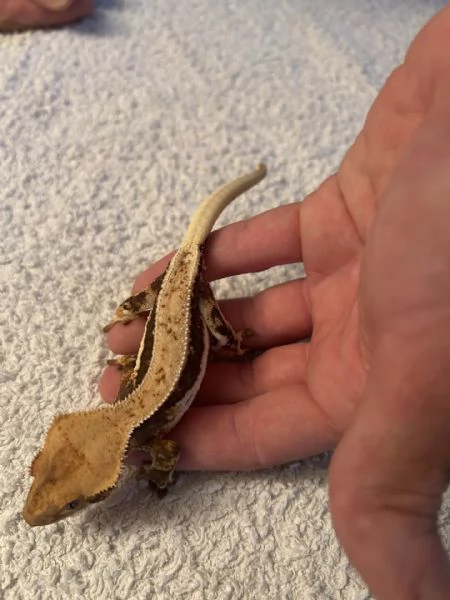 geco CILIATUS LILLY WHITE FULL PINSTRIPE FEMMINA