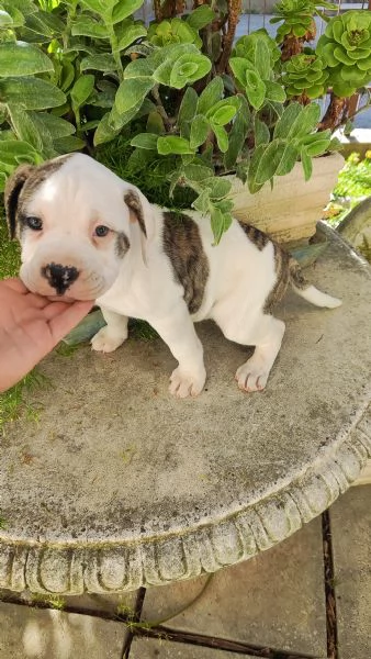 Cuccioli American Bulldog  | Foto 11