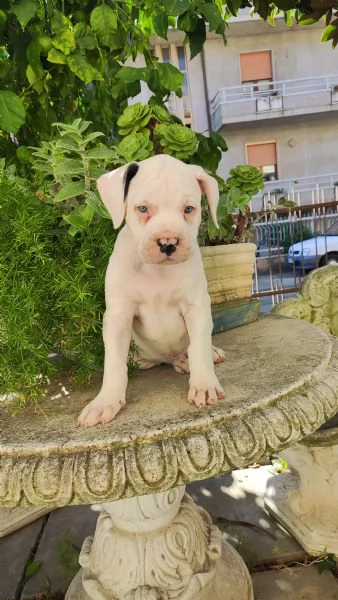 Cuccioli American Bulldog 