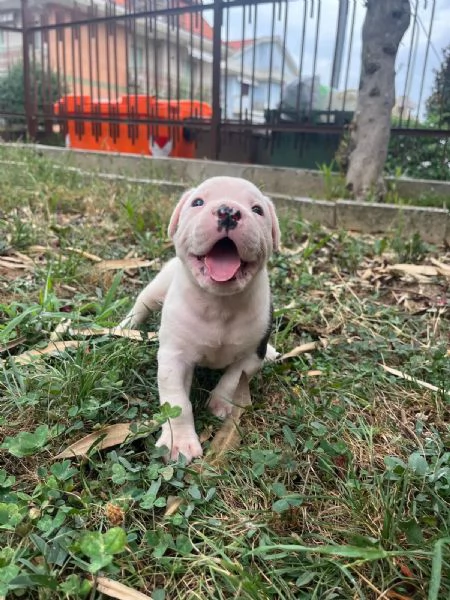 Cuccioli American Bulldog  | Foto 10