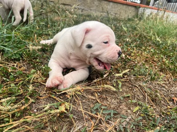 Cuccioli American Bulldog  | Foto 9