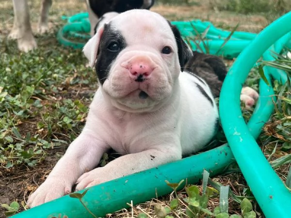 Cuccioli American Bulldog  | Foto 8