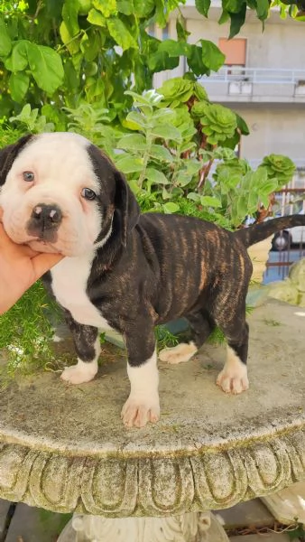 Cuccioli American Bulldog  | Foto 7