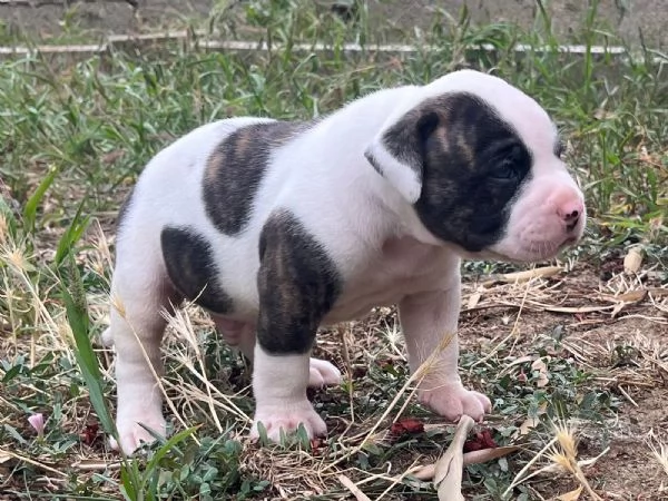 Cuccioli American Bulldog  | Foto 6
