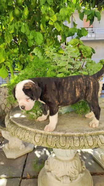 Cuccioli American Bulldog  | Foto 5