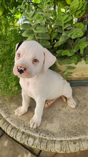 Cuccioli American Bulldog  | Foto 4