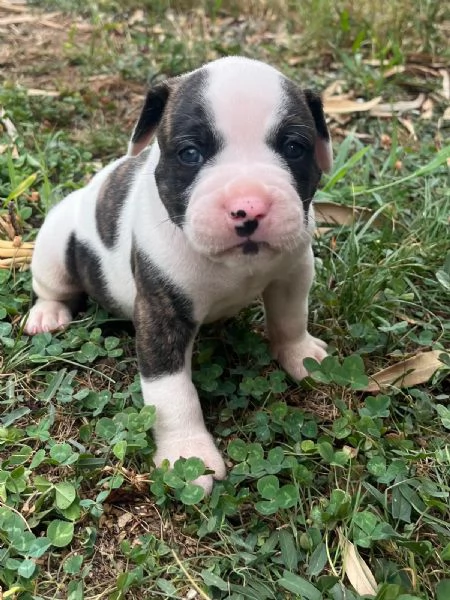 Cuccioli American Bulldog  | Foto 3