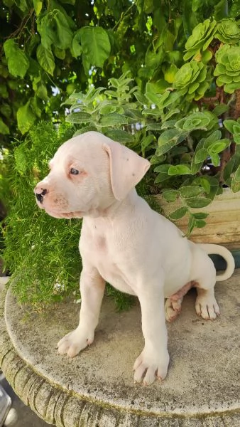 Cuccioli American Bulldog  | Foto 2