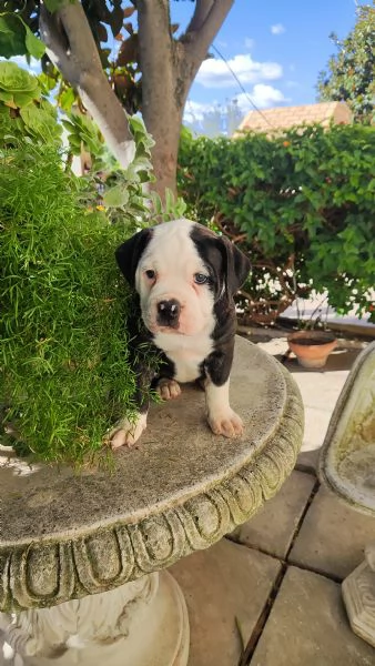 Cuccioli American Bulldog  | Foto 1