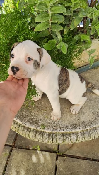 Cuccioli American Bulldog  | Foto 0