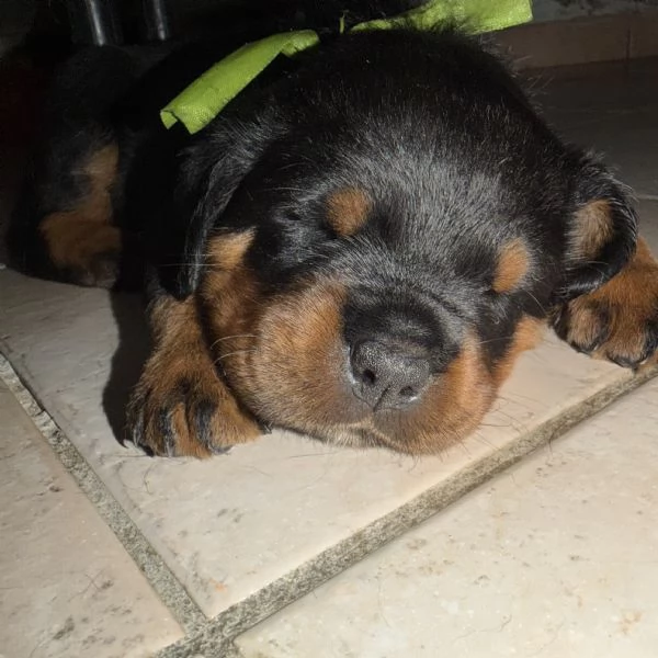 Cucciolo 