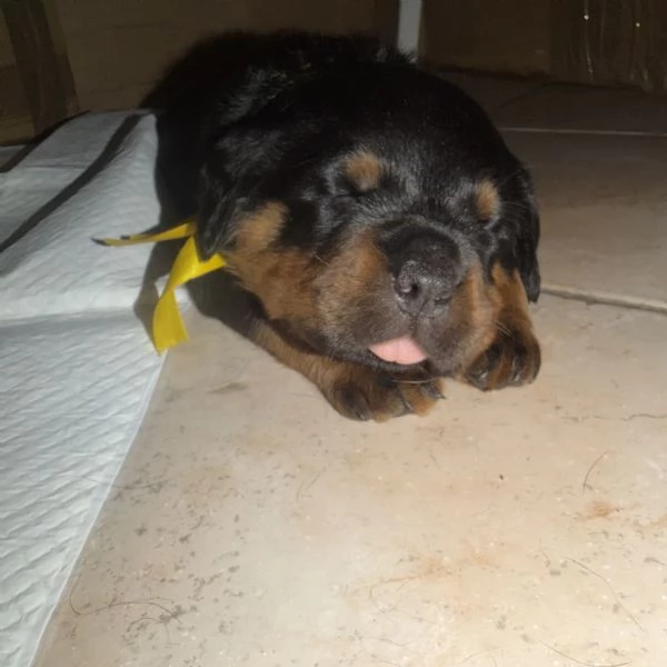 Cucciolo  | Foto 1