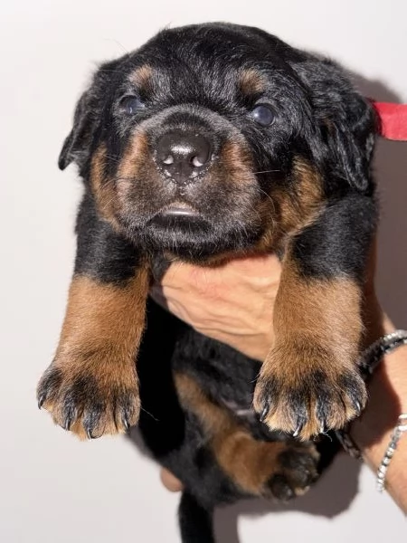 Cucciolo  | Foto 0