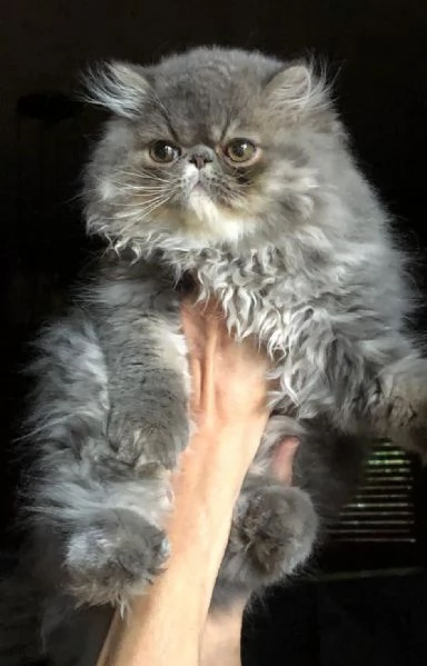 splendidi cuccioli di lagotto romagnolo  | Foto 5