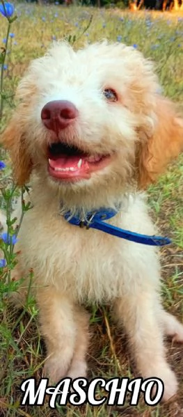 splendidi cuccioli di lagotto romagnolo  | Foto 2