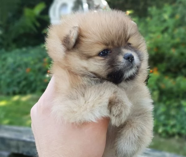 Volpino di Pomerania splitz tedesco 