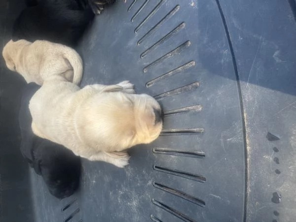 Cuccioli di Labrador Retriever miele e neri a Spoleto (PG) | Foto 4