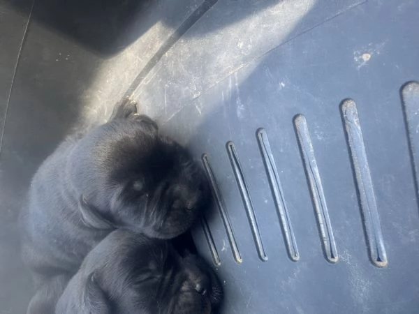 Cuccioli di Labrador Retriever miele e neri a Spoleto (PG) | Foto 3
