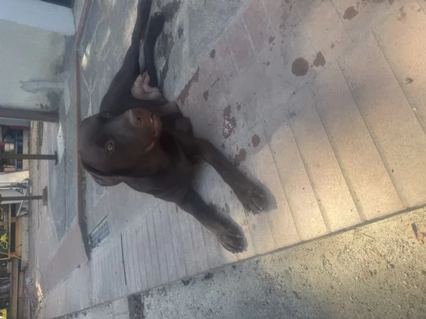 Cuccioli di Labrador Retriever miele e neri a Spoleto (PG) | Foto 2
