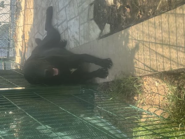 Cuccioli di Labrador Retriever miele e neri a Spoleto (PG) | Foto 1