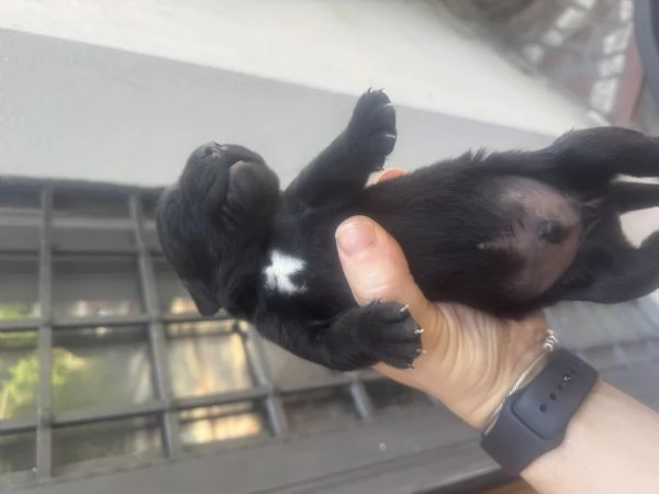 Cuccioli di Labrador Retriever miele e neri a Spoleto (PG)