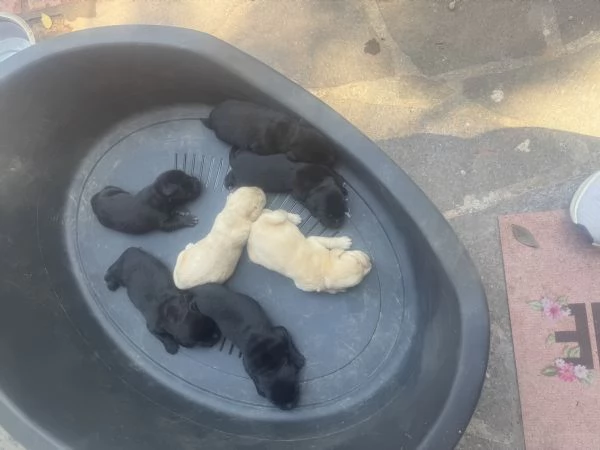 Cuccioli di Labrador Retriever miele e neri a Spoleto (PG) | Foto 0