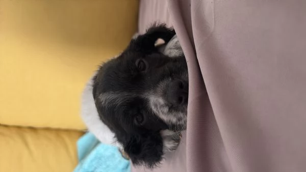 Cuccioli setter inglesi | Foto 0