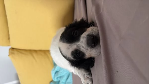 Cuccioli setter inglesi