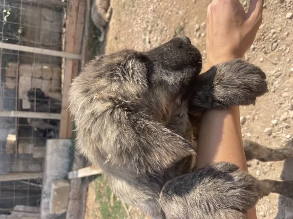 CUCCIOLI DI PASTORE DEL CAUCASO