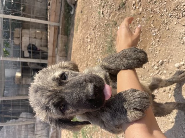 CUCCIOLI DI PASTORE DEL CAUCASO | Foto 4