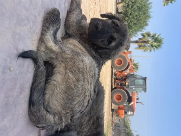 CUCCIOLI DI PASTORE DEL CAUCASO | Foto 3