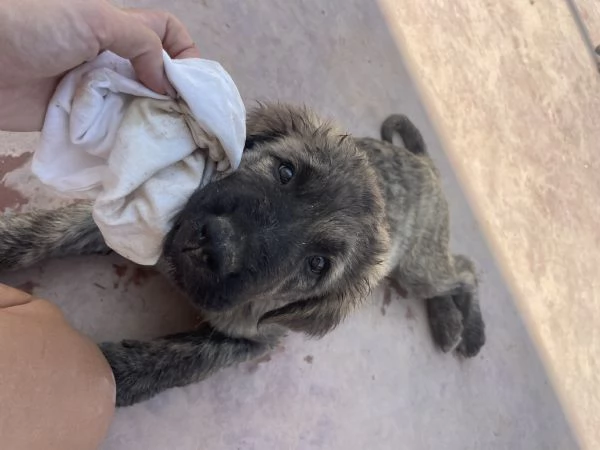 CUCCIOLI DI PASTORE DEL CAUCASO | Foto 2