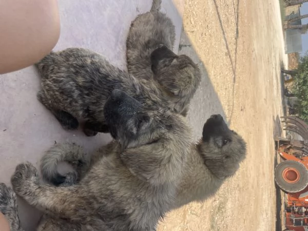 CUCCIOLI DI PASTORE DEL CAUCASO | Foto 1