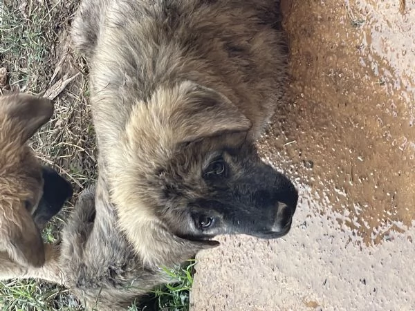 CUCCIOLI DI PASTORE DEL CAUCASO | Foto 0