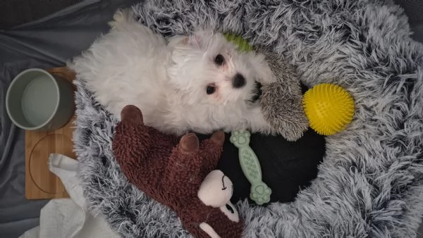 Maltese in vendita 