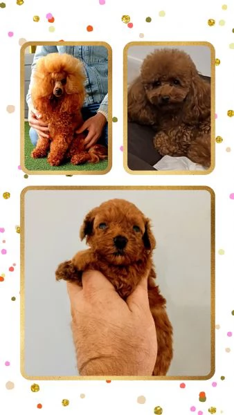 Cucciolo di barboncino Toy Red con pedigree ENCI 