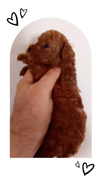 Cucciolo di barboncino Toy Red con pedigree ENCI  | Foto 0