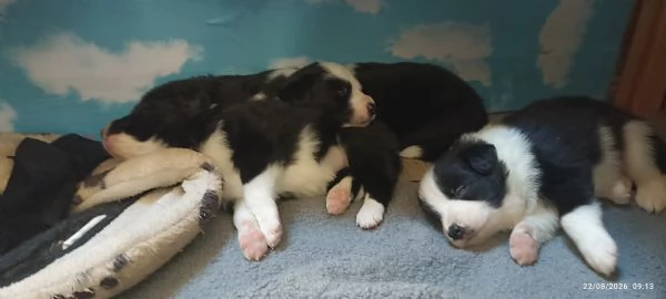Cuccioli Border Colli con pedigree nati in famiglia