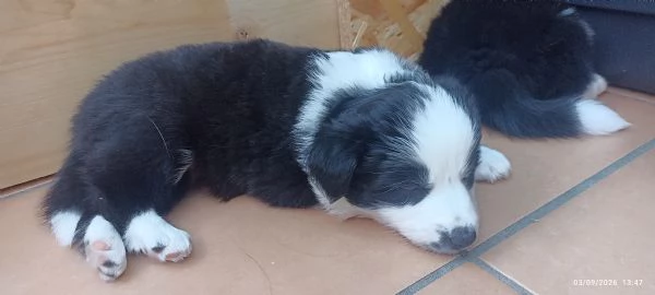 Cuccioli Border Colli con pedigree nati in famiglia | Foto 5