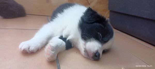 Cuccioli Border Colli con pedigree nati in famiglia | Foto 4