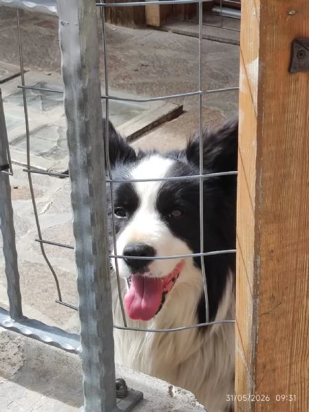 Cuccioli Border Colli con pedigree nati in famiglia | Foto 3