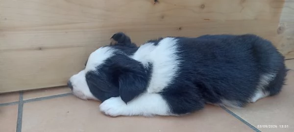 Cuccioli Border Colli con pedigree nati in famiglia | Foto 2
